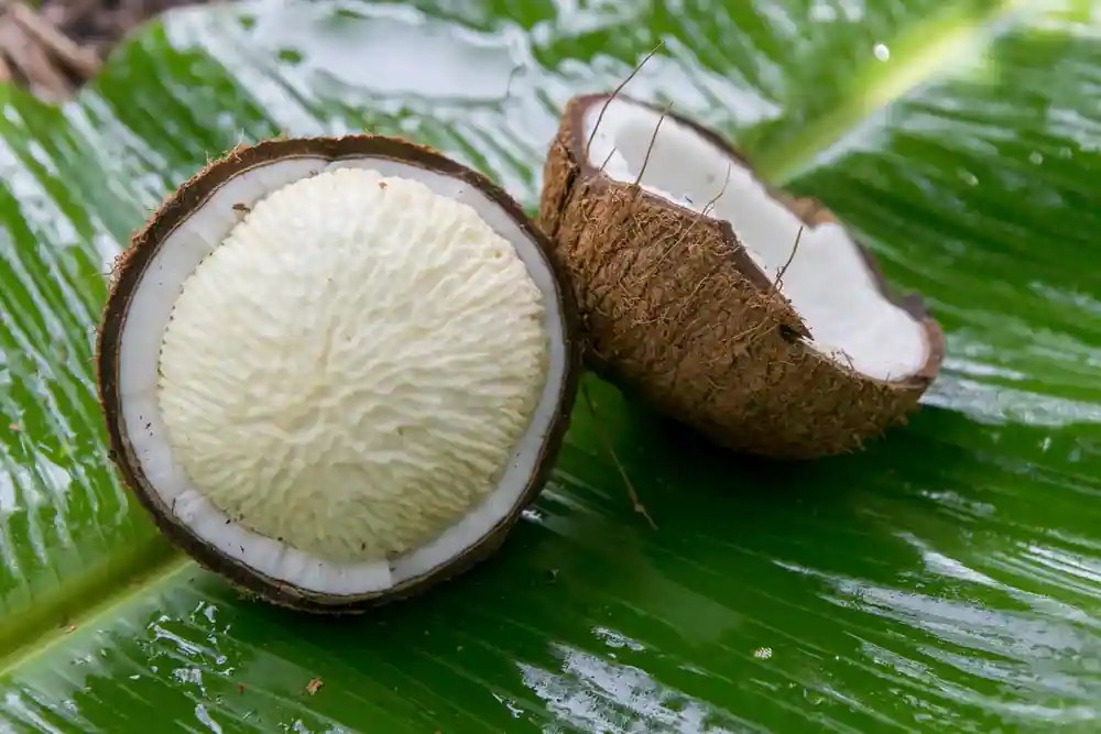 Eaten Thengai Poo or Coconut Flower? Know It's Health Benefits
