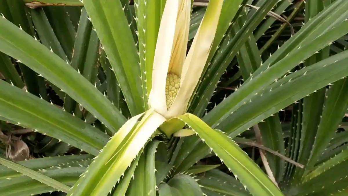 Kewra All You Need To Know About This Edible Aromatic And Its Uses