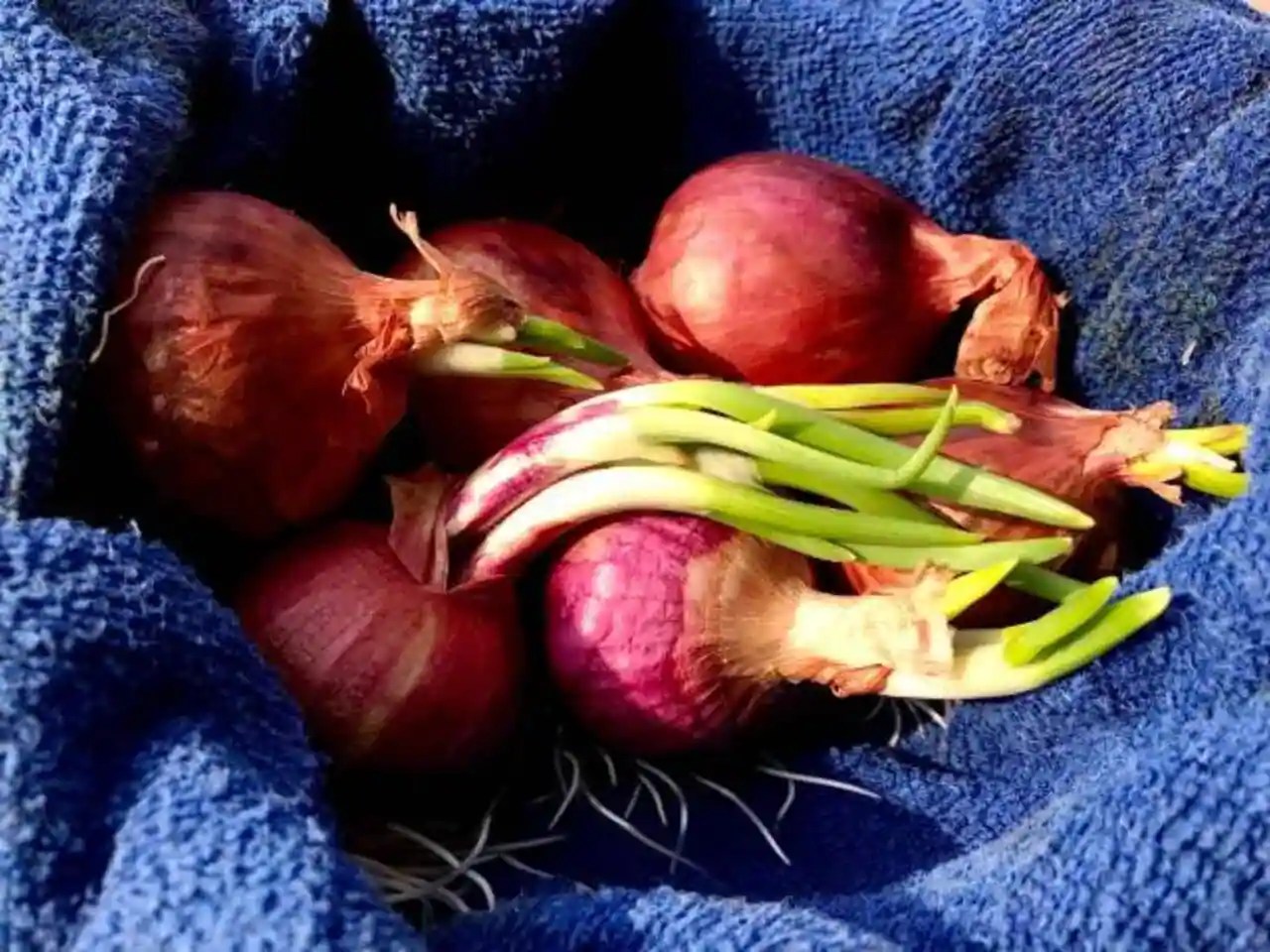 What Happens When Onions Sprout, And Is It Safe To Eat Them?