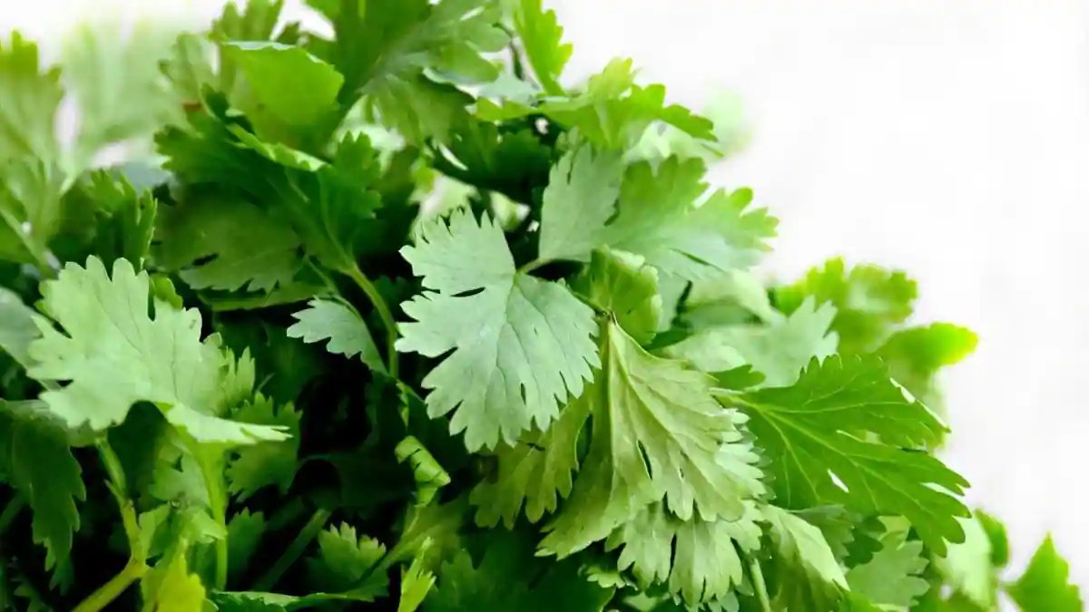 Coriander Controversy, Why Cilantro Tastes Like Soap To Some