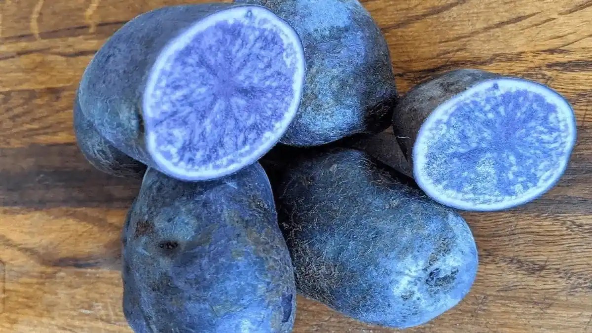 All Blue Potatoes, The Rare Heirloom Tuber! Facts Are Here