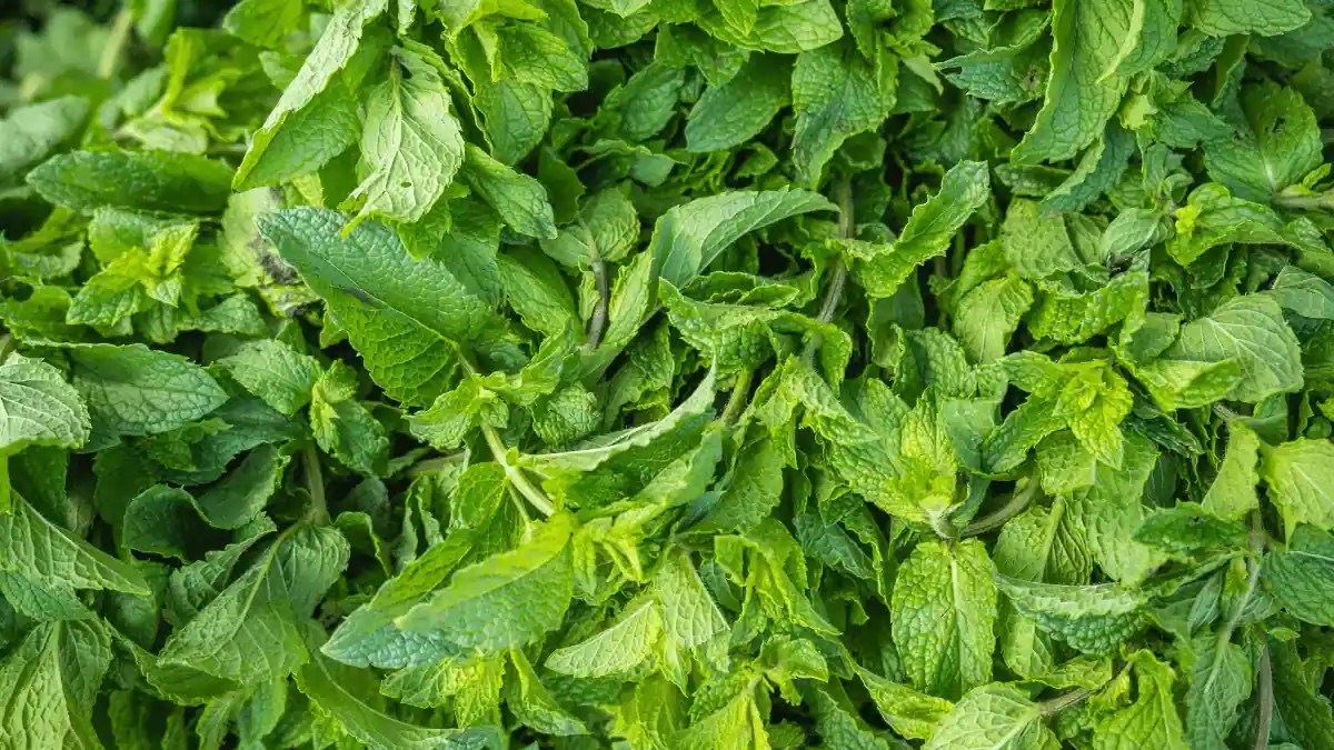 Are Mint And Peppermint The Same? Know The Difference