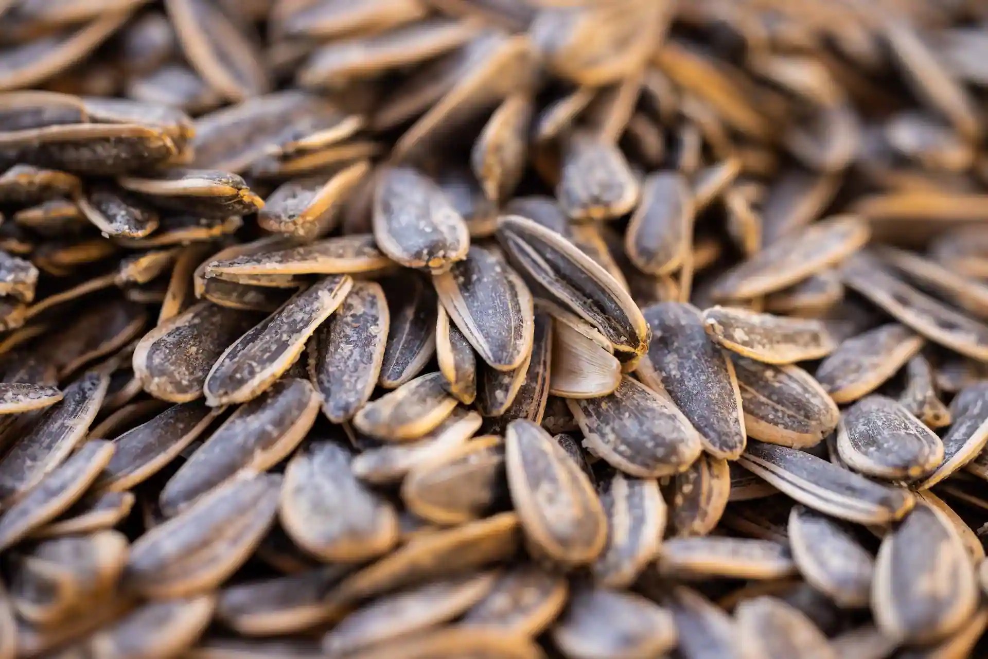 Sunflower Seeds Add These Tiny Pearls To Your Everyday Cooking