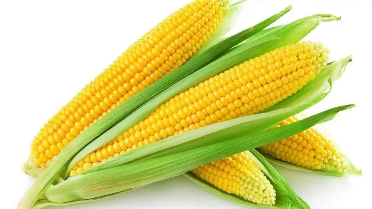 Maize Vs. Millet Which One Is Healthier?
