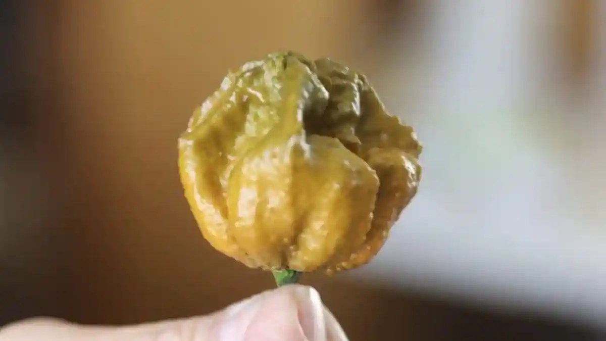 Pepper X Named The World’s Hottest Chilli, Here’s How We Measure Spice