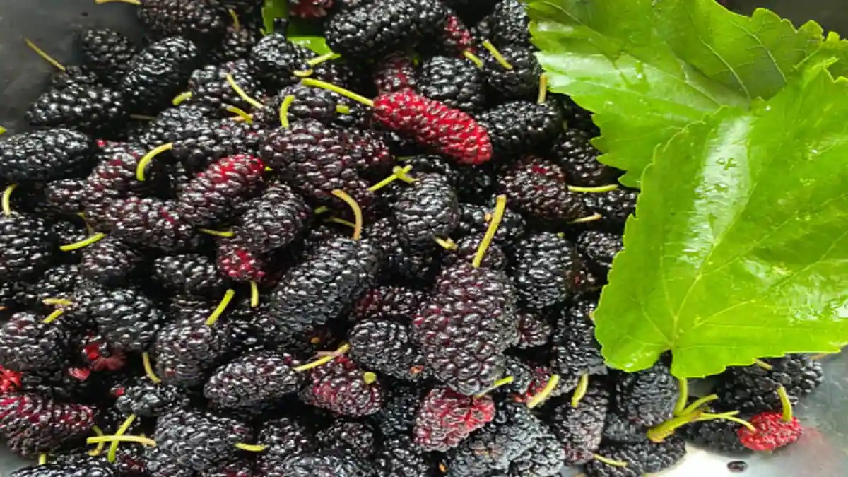 Knew About The Benefits Of Mulberry? 5 Ways to Have This Fruit