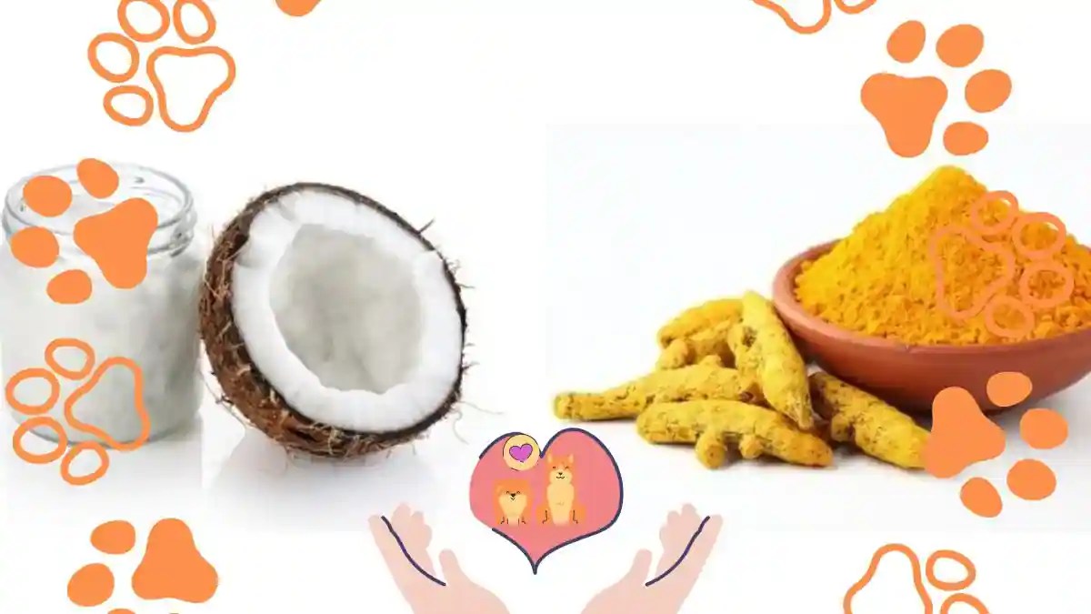 Turmeric, Coconut Oil 4 Kitchen Ingredients Useful In Pet Care