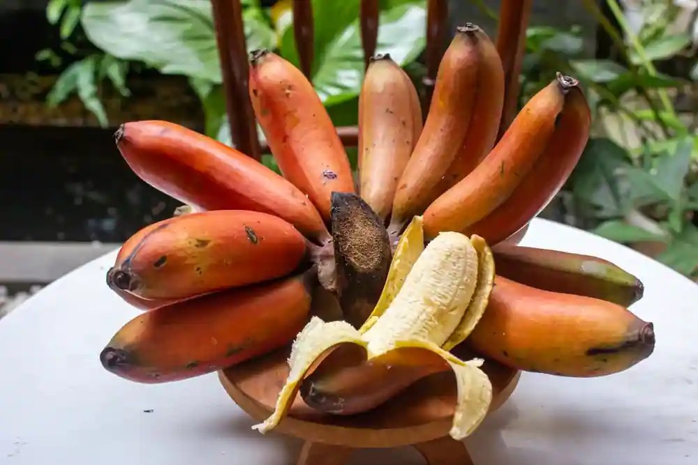 Robusta to Red 7 Indian Banana Varieties To Try