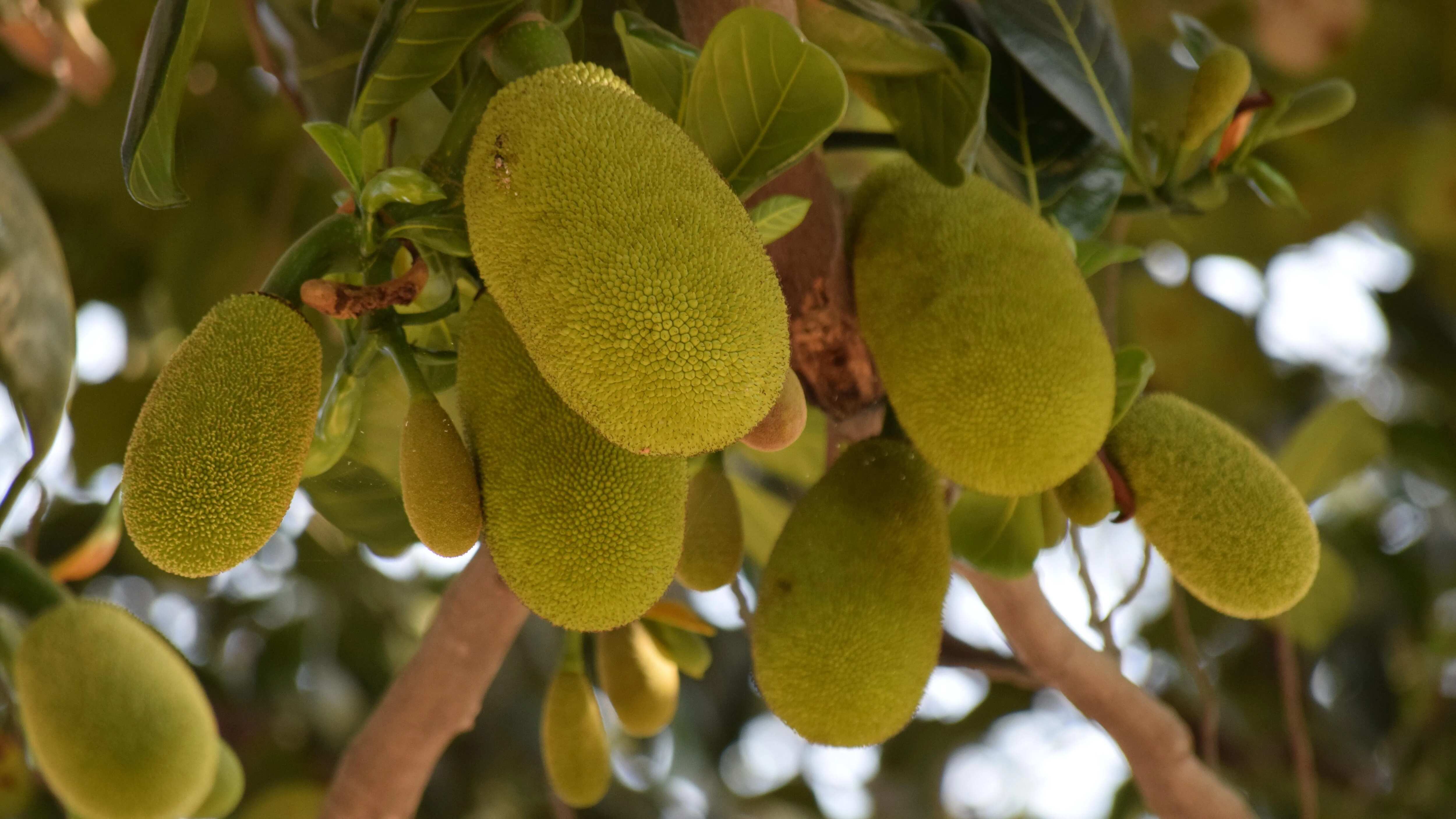 Nutritional Value Of Jackfruit Leaves Besto Blog