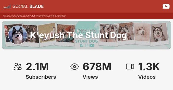 K'eyush the stunt dog net worth