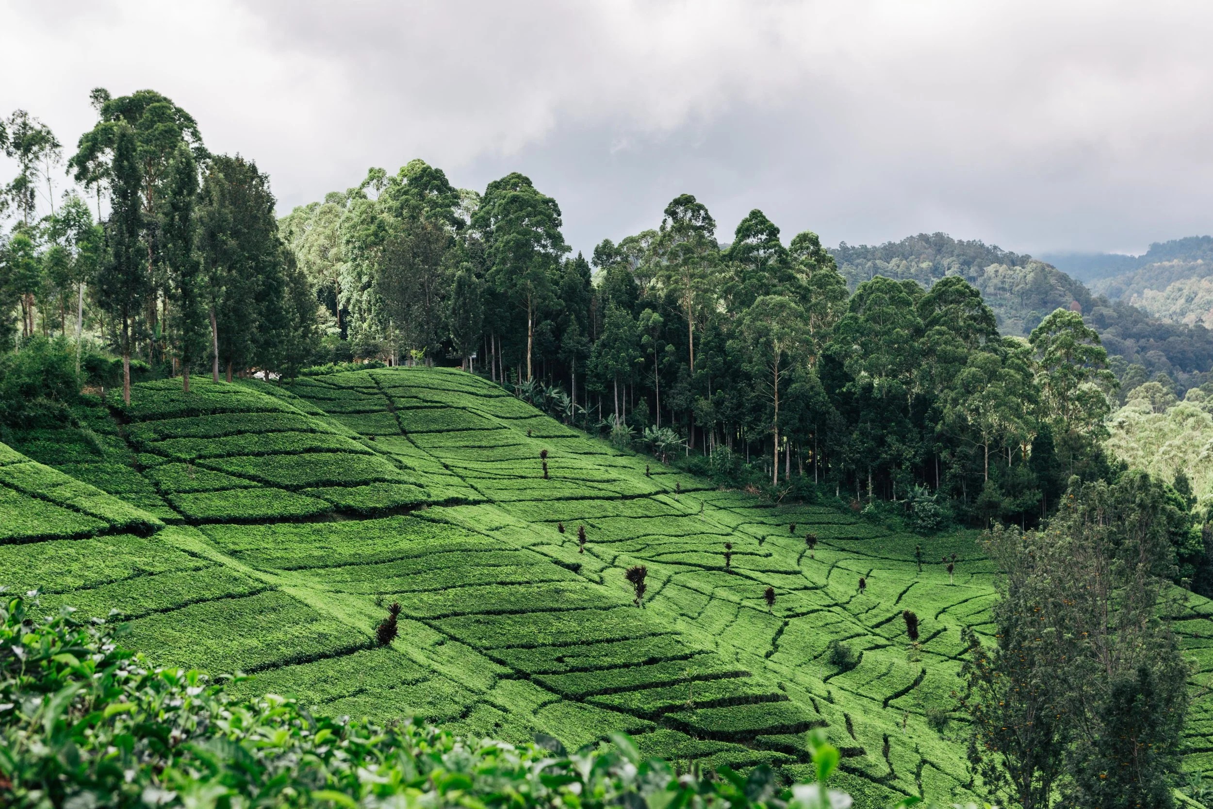 Exploring coffee culture of West Java, Indonesia — elena shamis