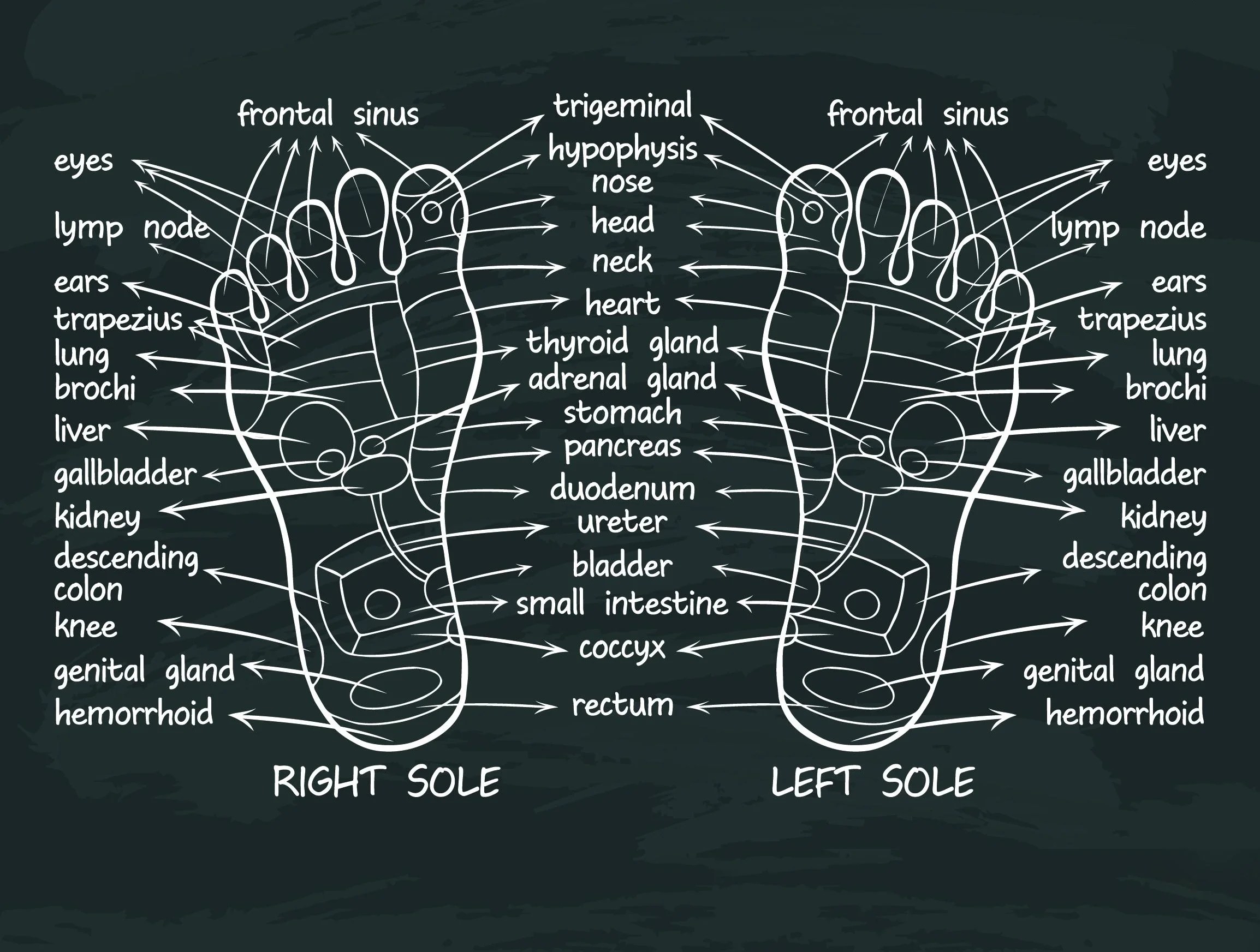 Health Benefits Of Reflexology — BAO FOOT SPA