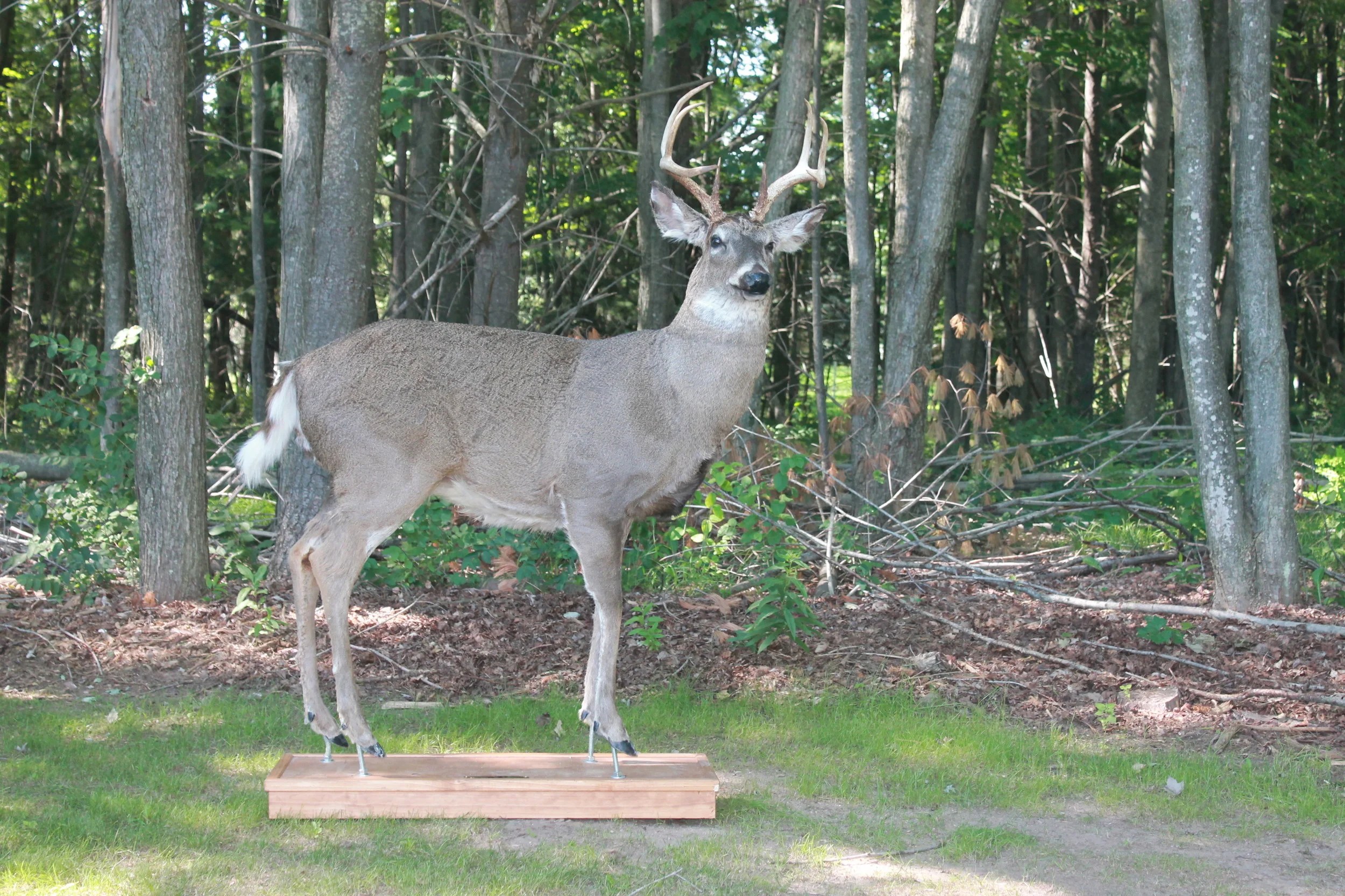 Deer — Robotic Decoys Custom Built Robotic Wildlife Decoys