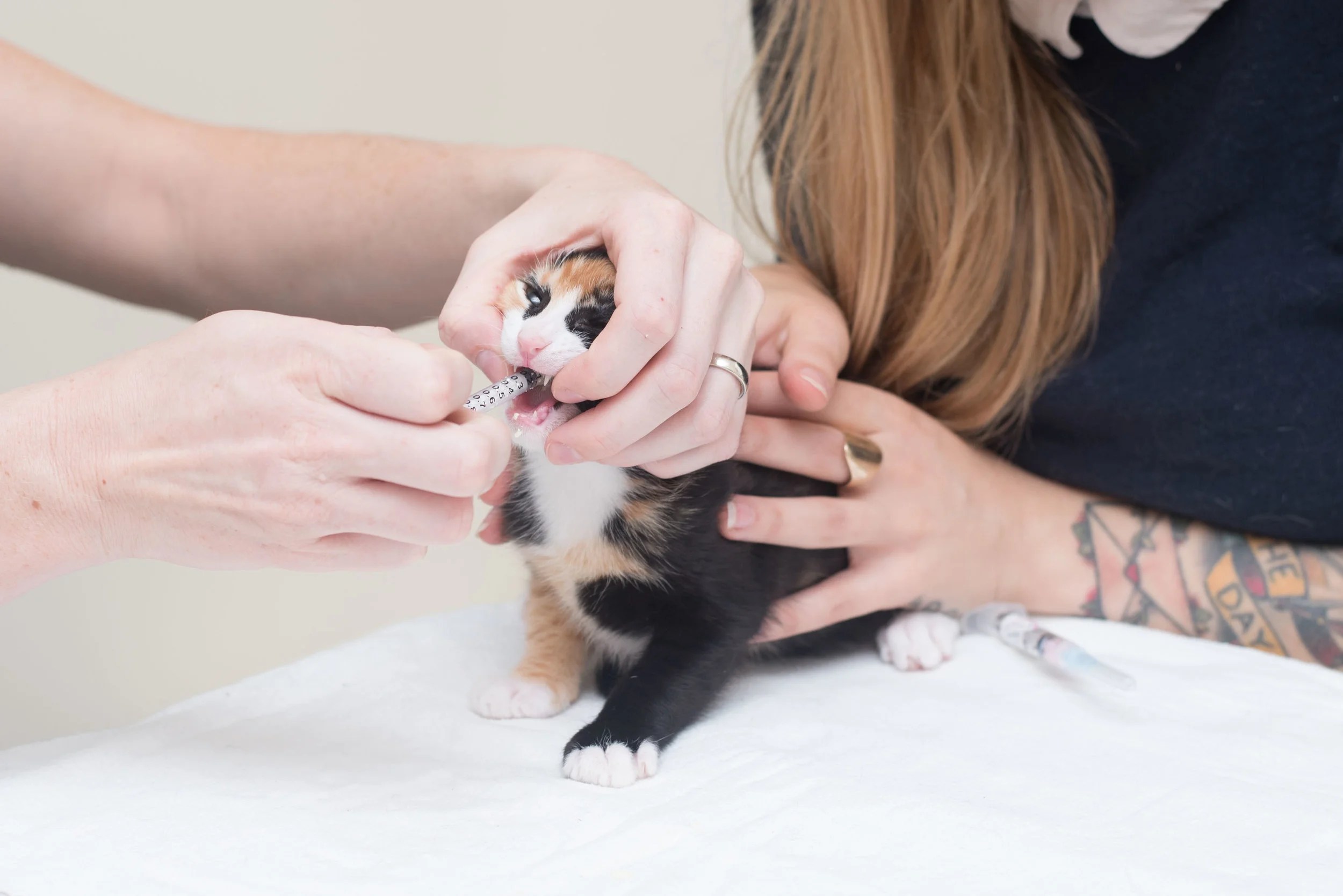 Top 7 can i deworm my cat without going to the vet 2022