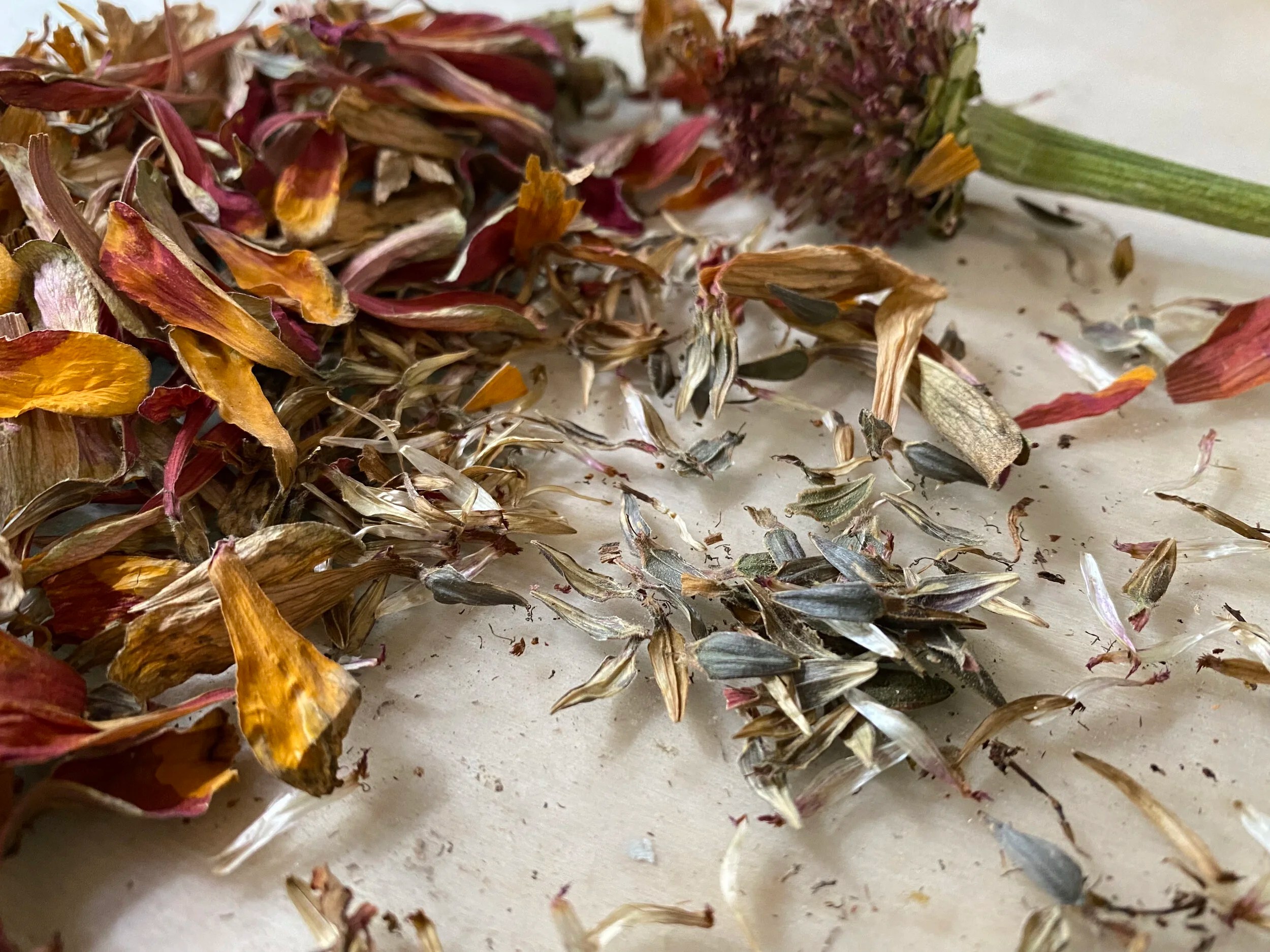 How to Save Zinnia Seeds — Gardening Charlotte