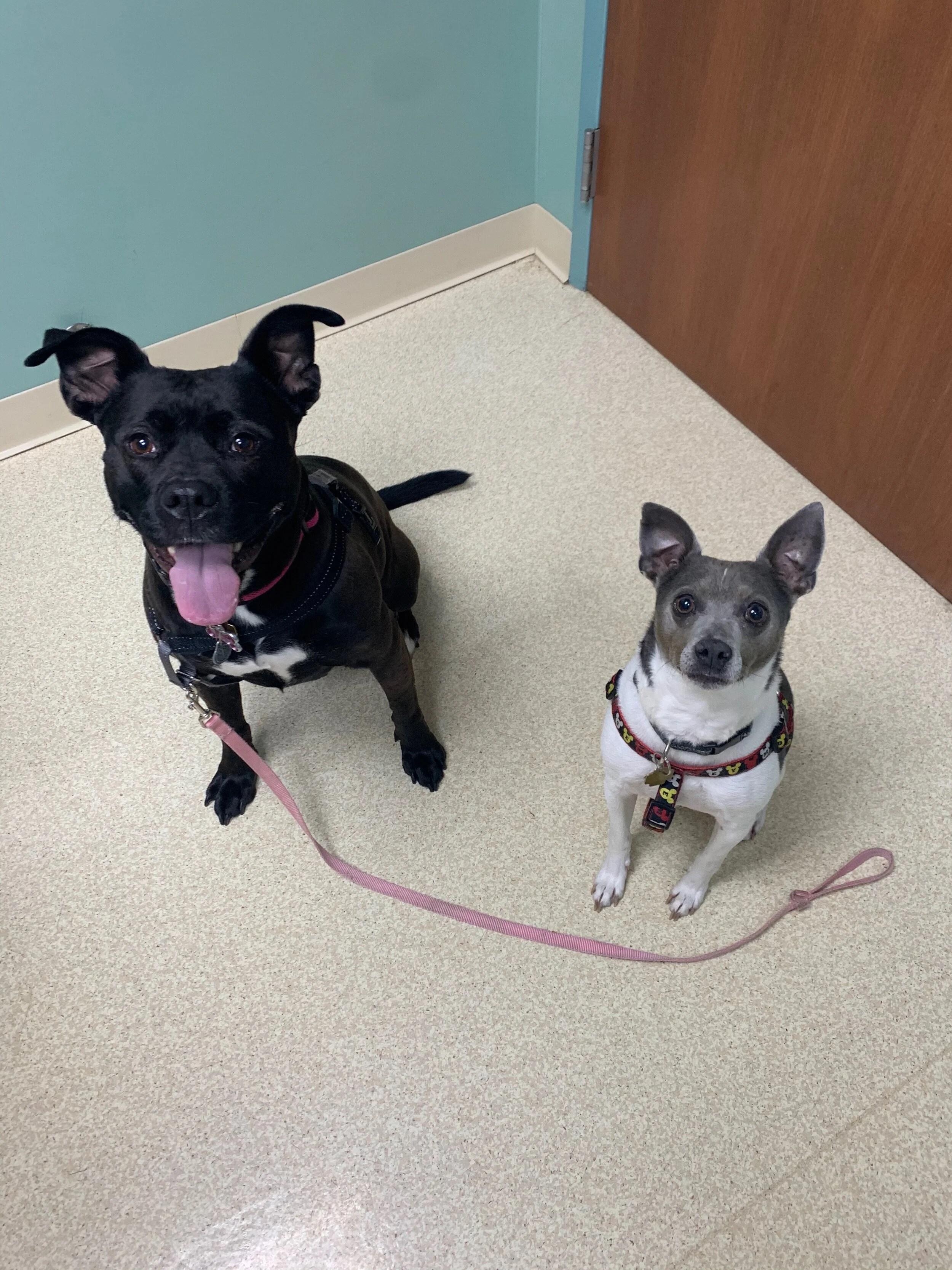 Washtenaw Veterinary Hospital