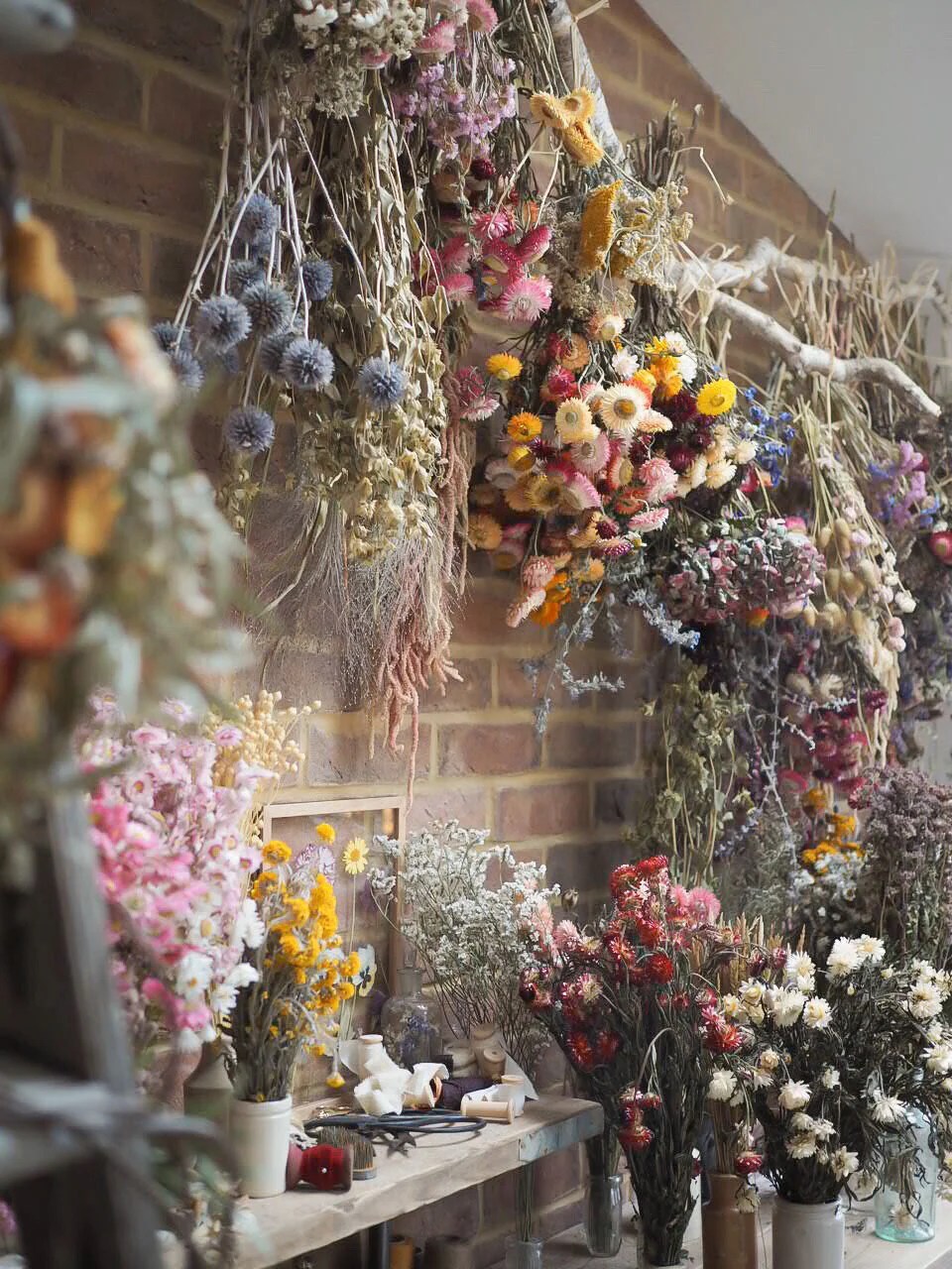 How to Care for Everlasting Dried Flowers Botanical Tales