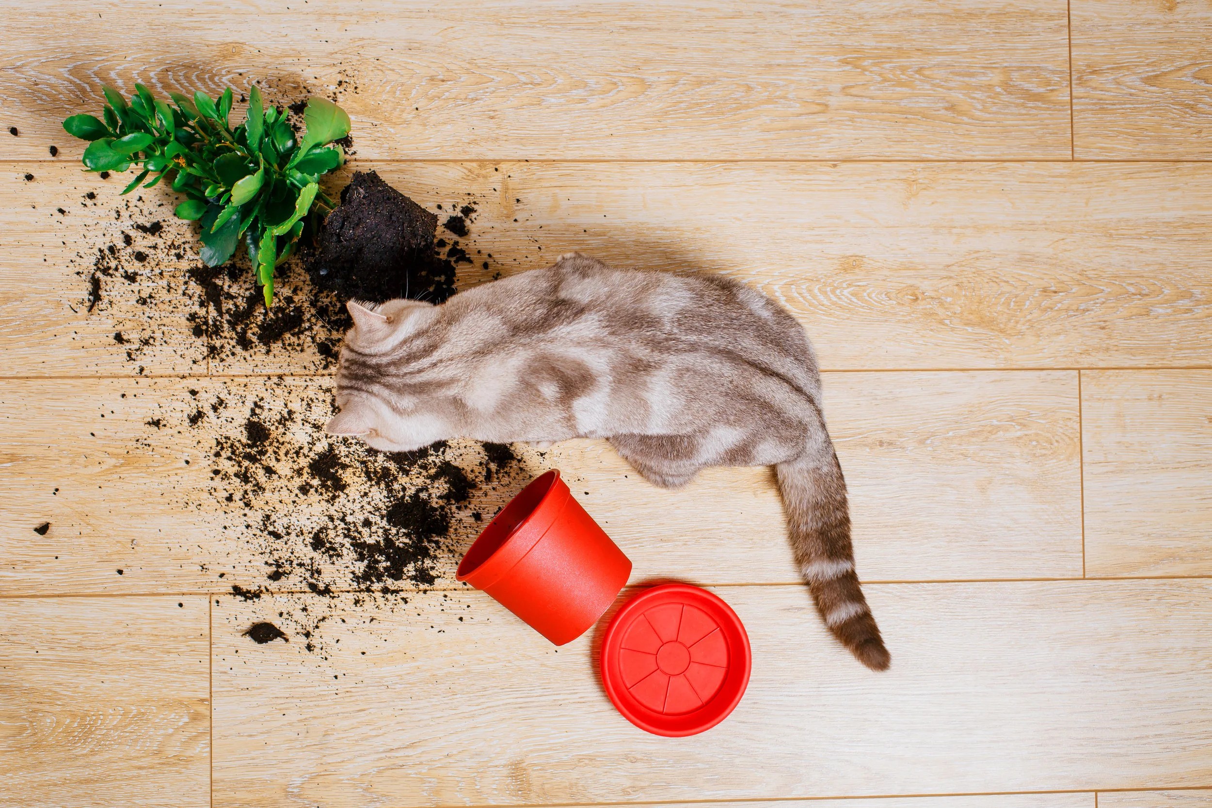 Why Does My Cat Knock Things Off the Table? — Space Cat Academy
