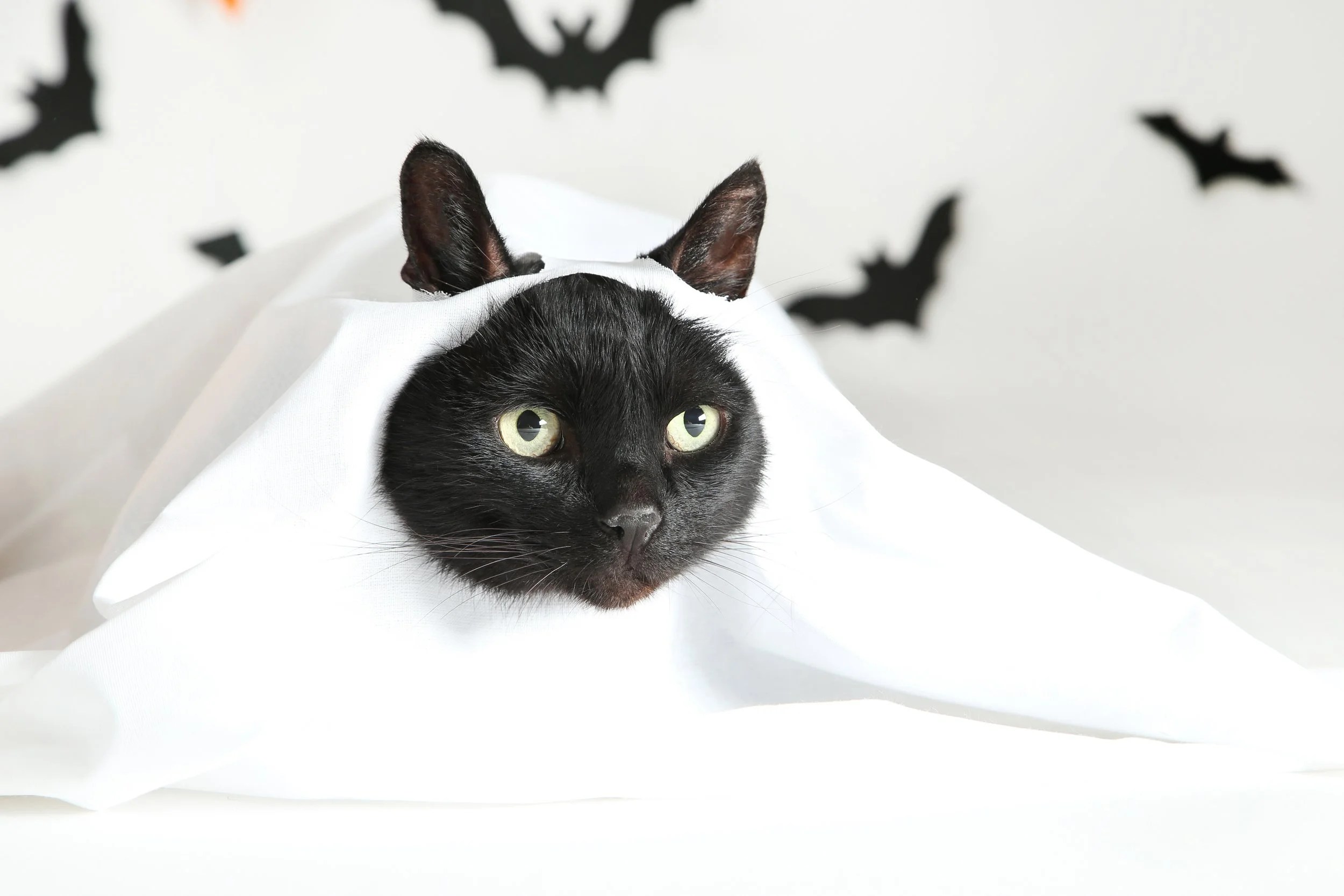 Cat Costumes How to dress your cat without the stress — Space Cat Academy
