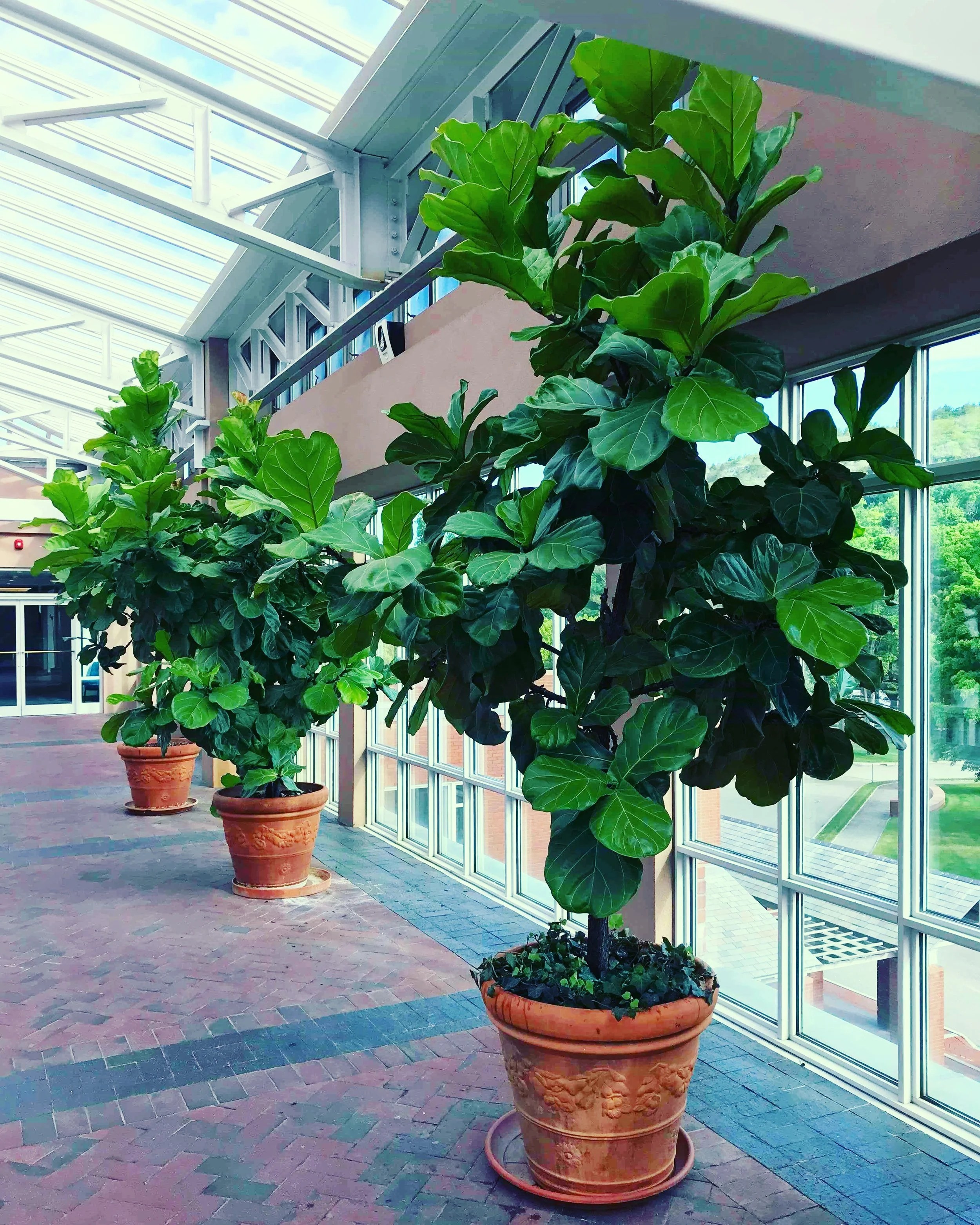The complete guide to making indoor tropical plants THRIVE! (PART 2