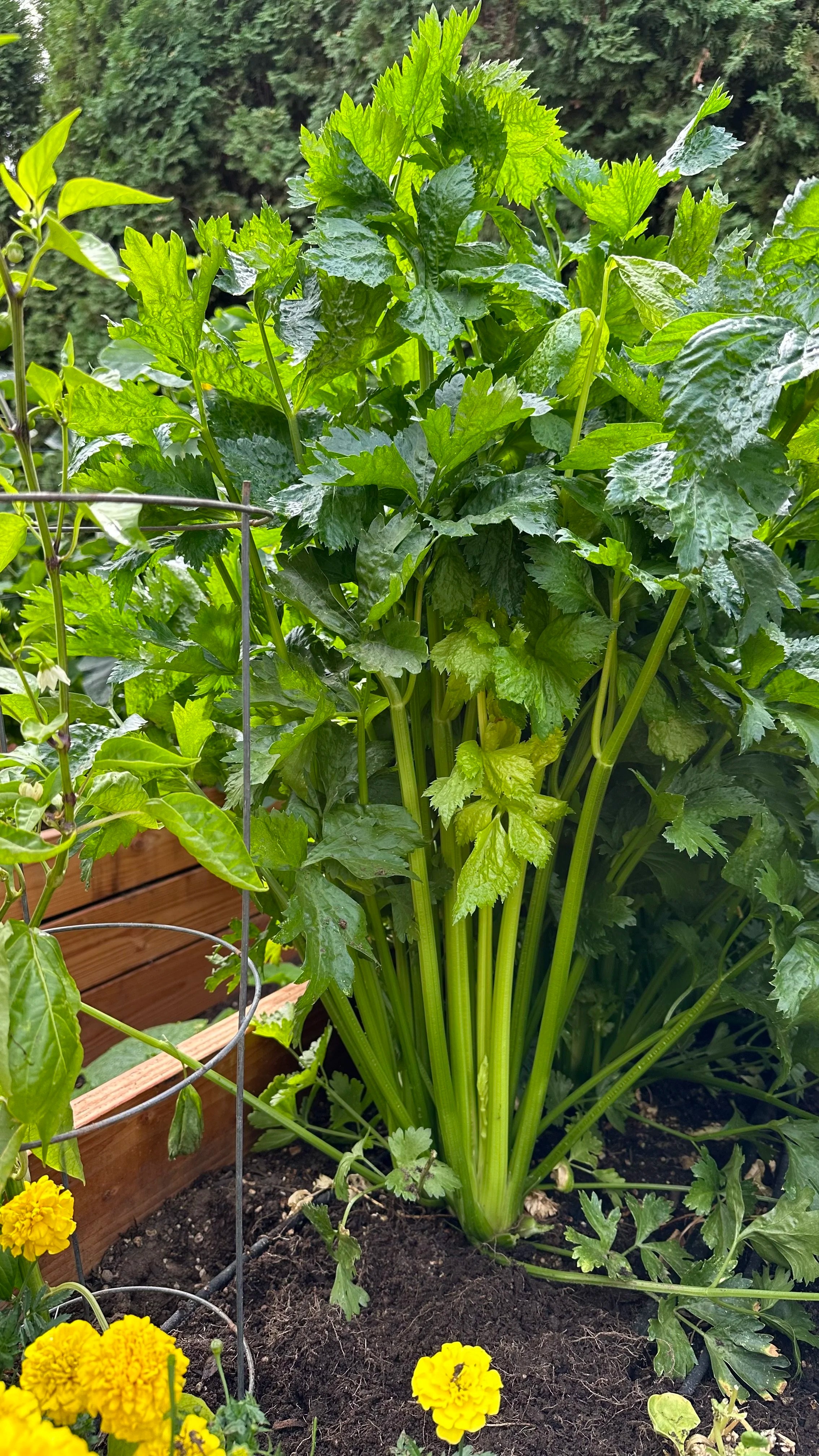 ContainerGrown Celery A StepbyStep Guide — Meadowlark Journal