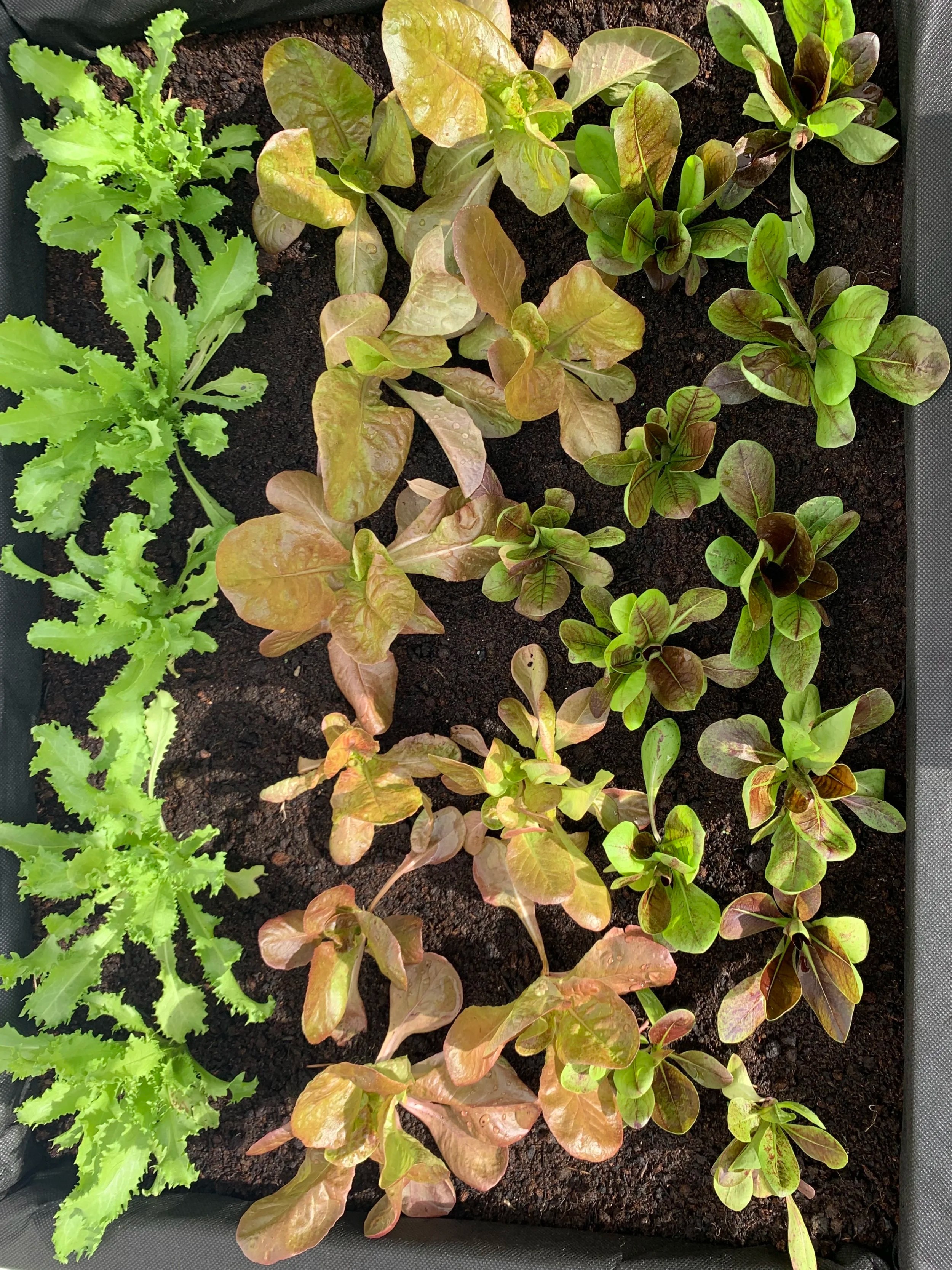 Vegetables to Plant in Spring — Meadowlark Journal