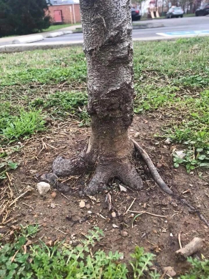 How Weed Trimmers Kill Trees — Nashville Tree Conservation Corps