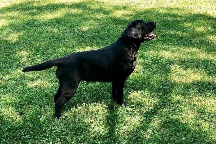 Short vs Long Haired Labradors — Smoky Mountain Labradors