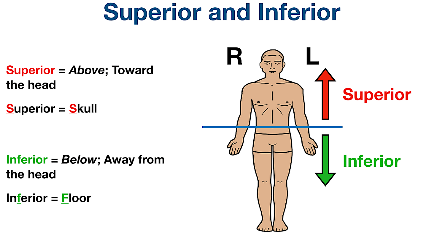 Anatomical Position and Directional Terms Definitions, Example Labeled