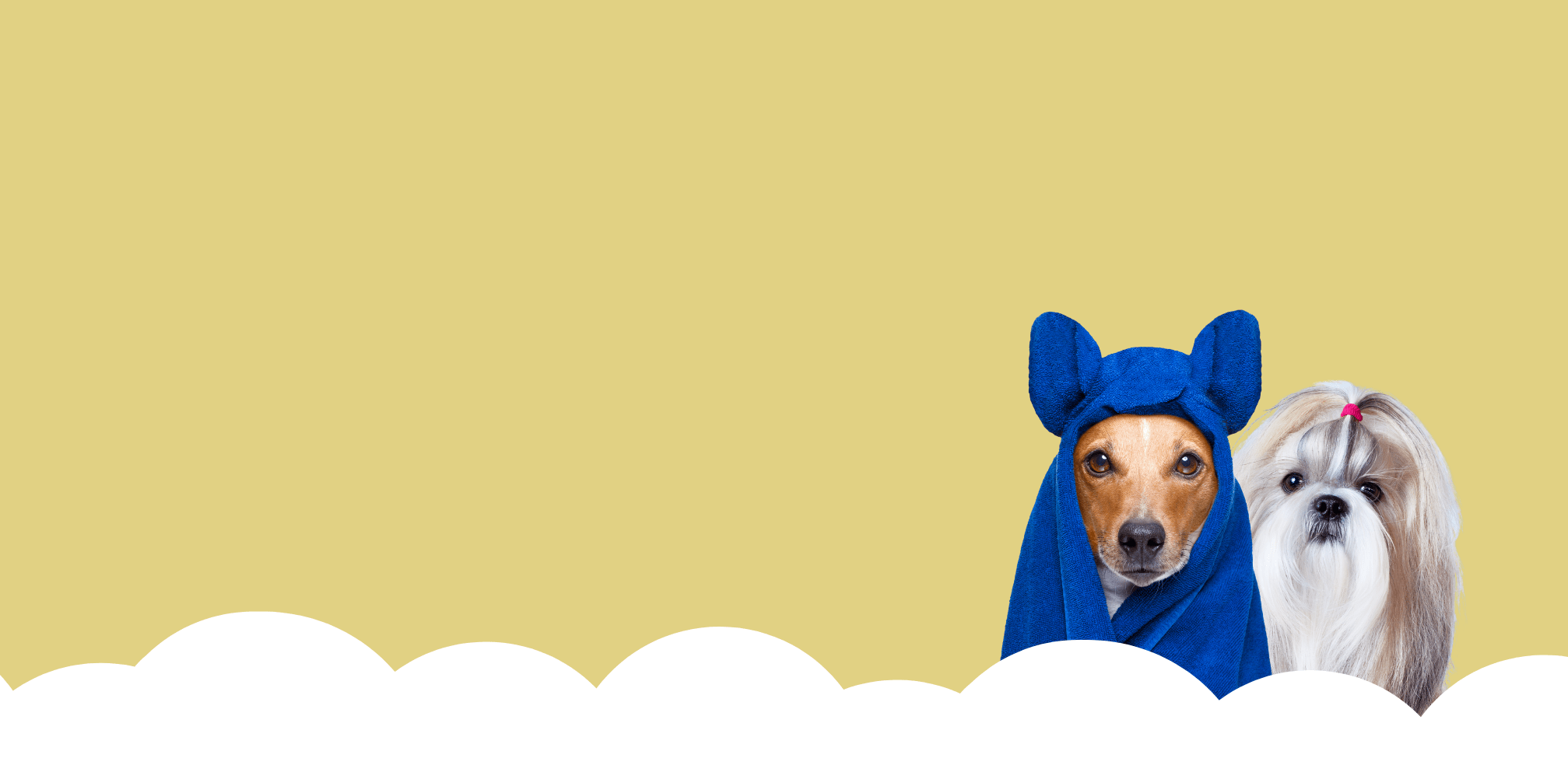 Dog Grooming — Pets Now Boarding