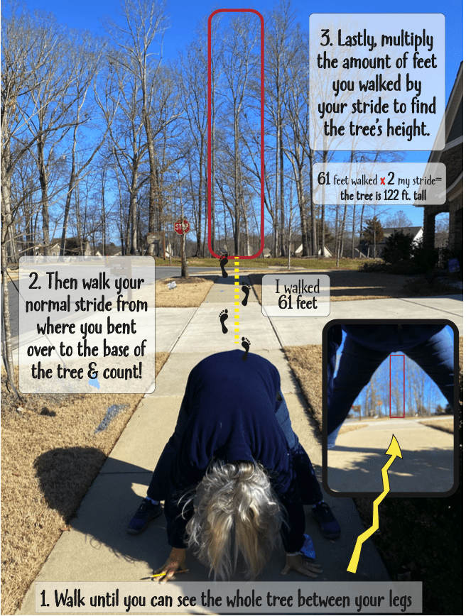 Measuring Trees for Kids — Learning withOutdoors