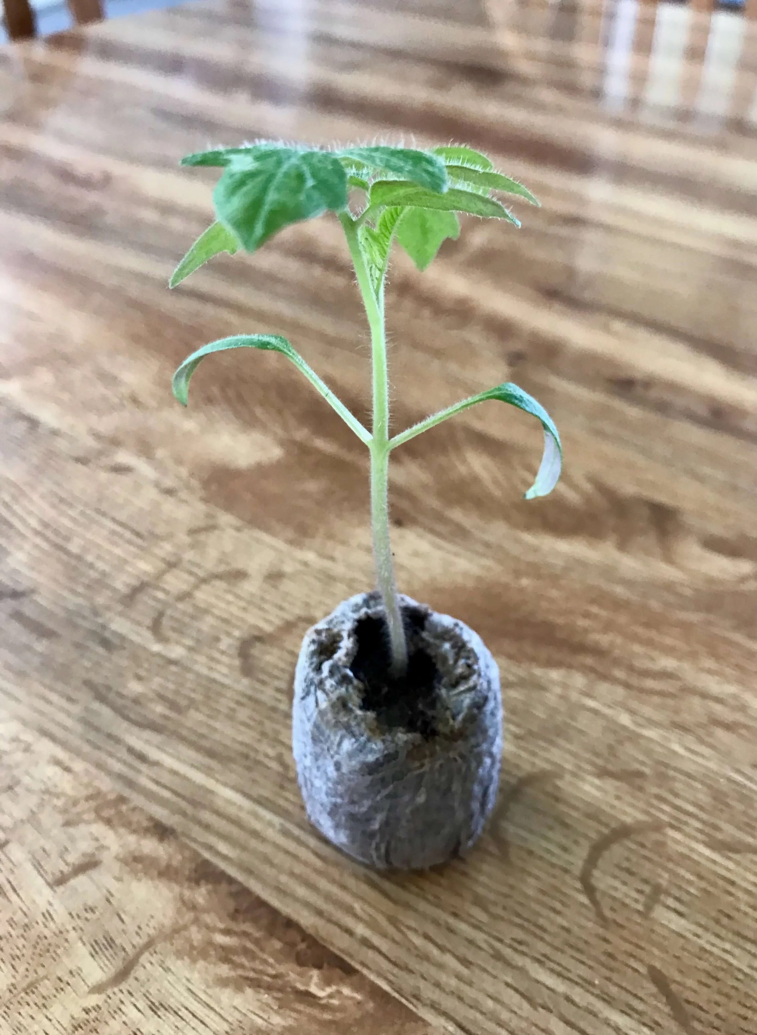 Here's How to Fix Leggy Tomato Seedlings and Get them Ready for