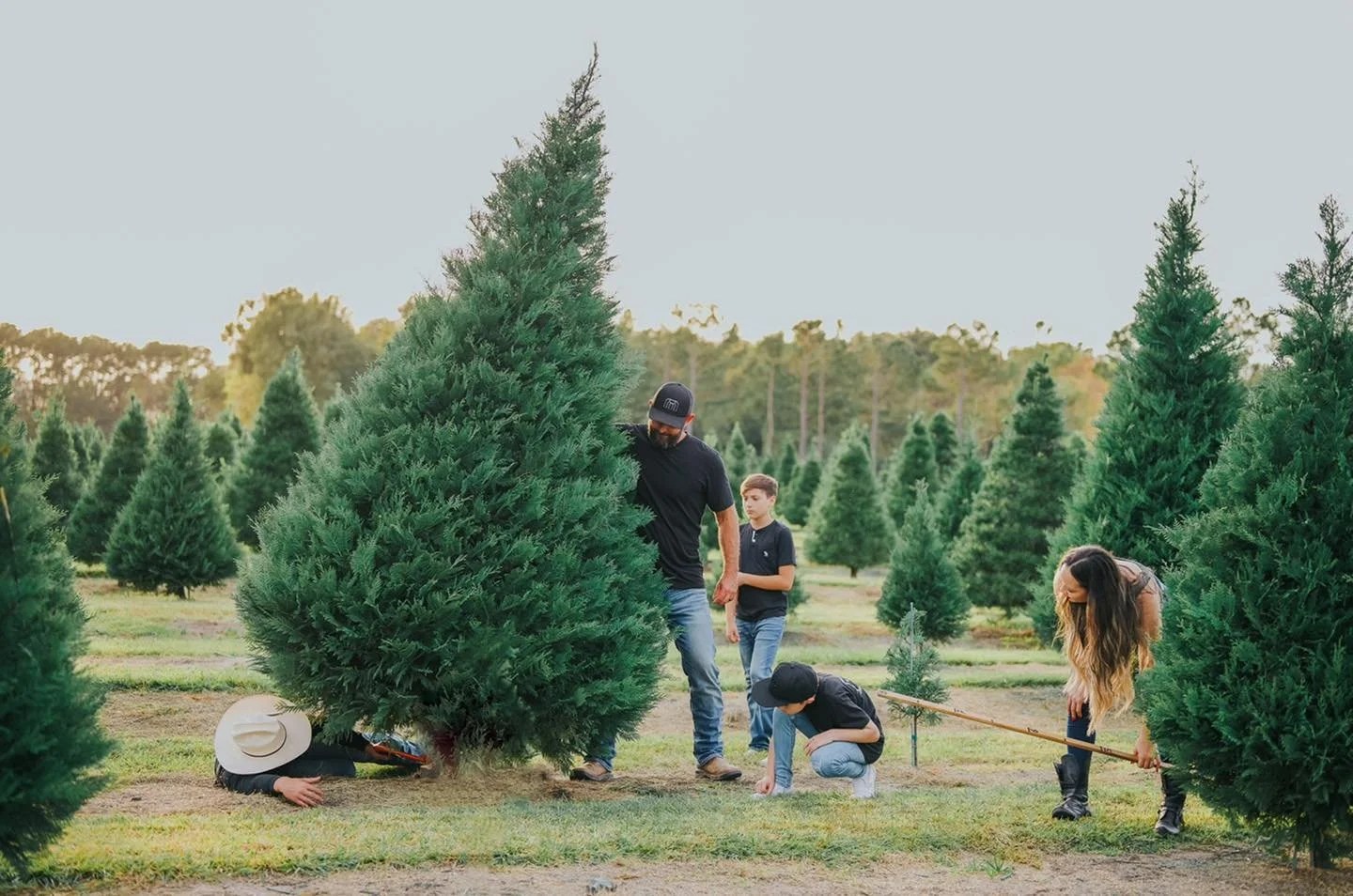 10 Best Christmas Tree Farms in Texas A Guide for the Holidays