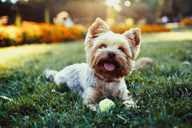 How to Keep Pets Safe from Weed Killers in Fishkill, NY Lehigh Lawns