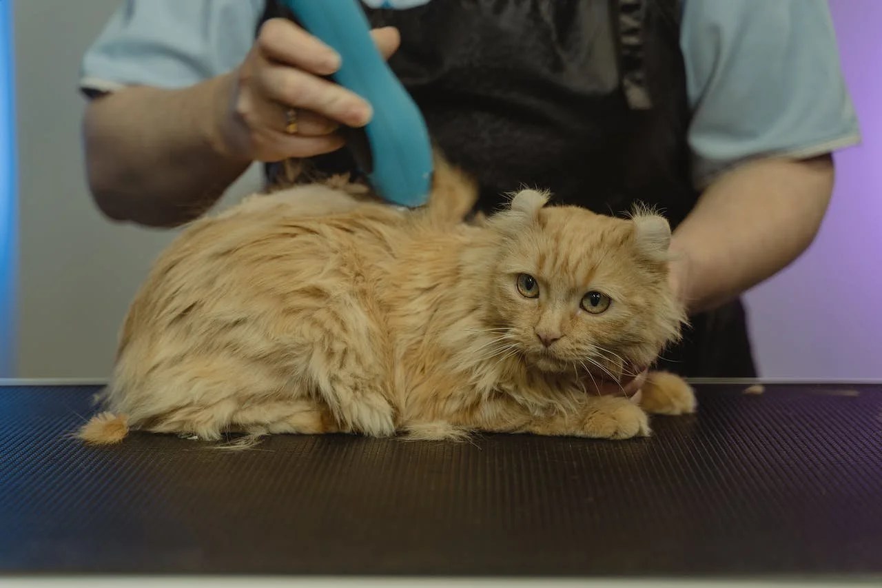 How To Sedate a Cat For Grooming
