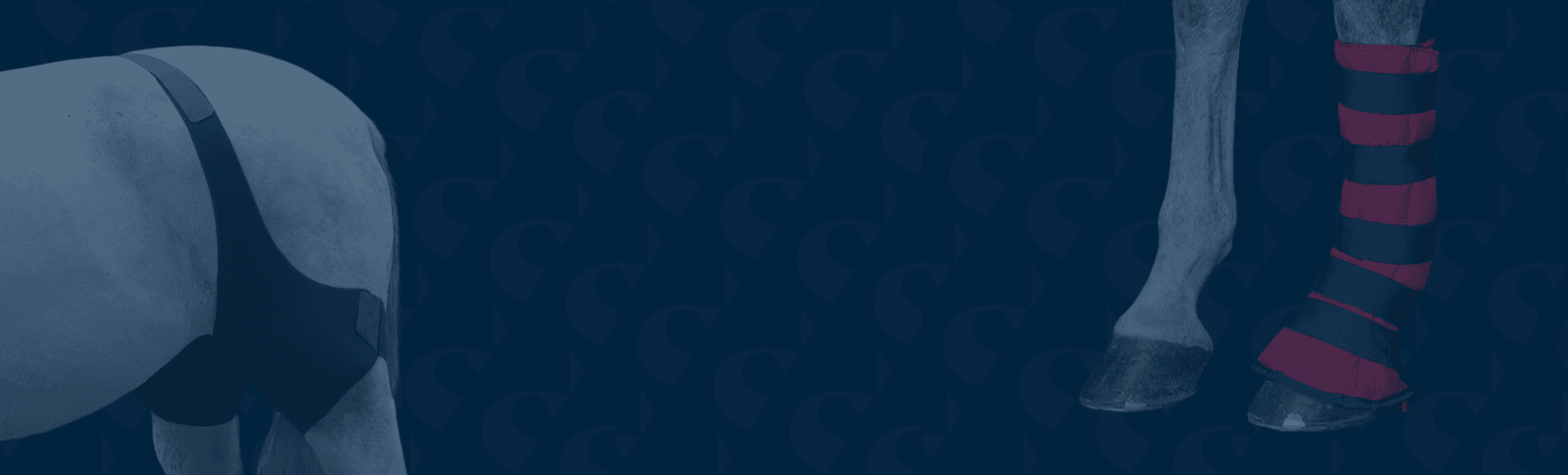 Your Complete Guide to Cold Therapy for Horses Schneiders Blog