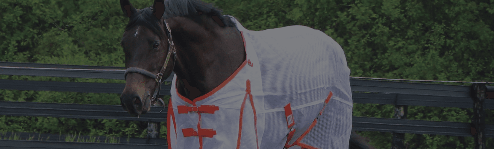 The Top 7 Best Fly Sheets for Horses Schneiders
