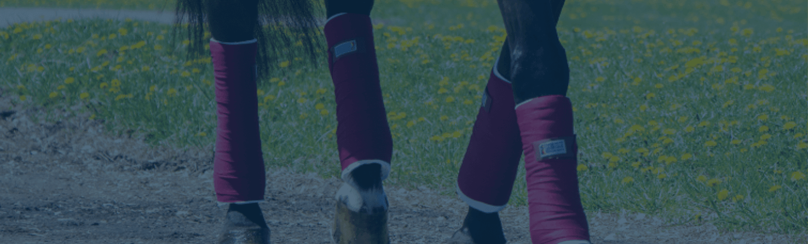 How To Wrap Your Horse’s Legs with Standing Wraps Schneiders