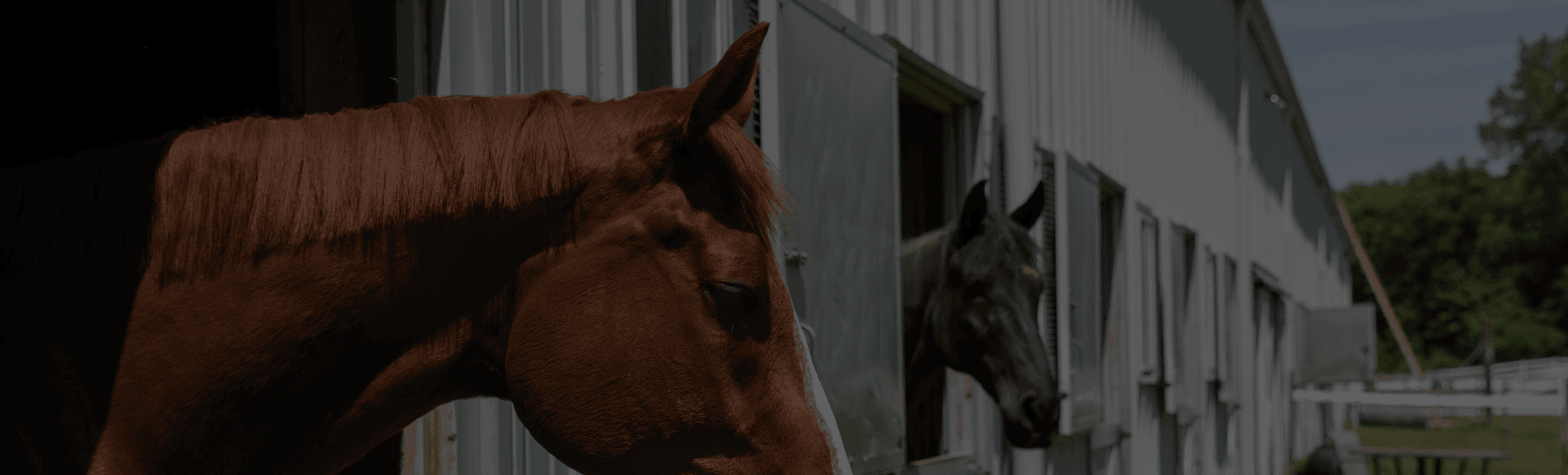 Horse Stall Requirements Schneiders Blog