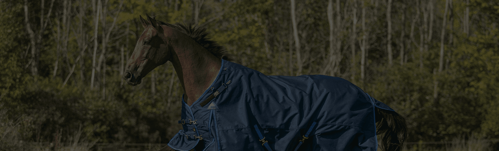 5 Best Blankets for Thoroughbreds