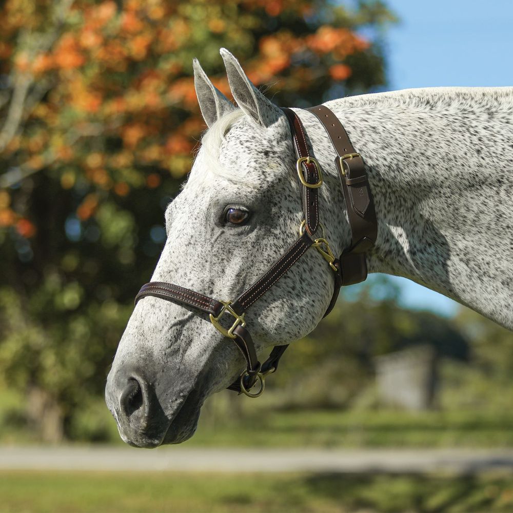 Schneiders French Style Cribbing Collar Schneiders