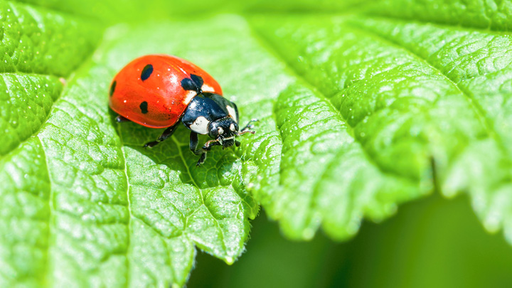 Ladybugs How to tell the difference between the good and the bad in