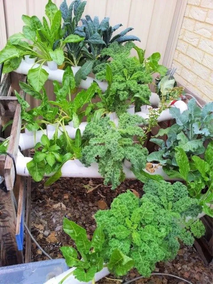 25 DIY PVC Pipe Garden Ideas PVC Pipe Planters Suite 101