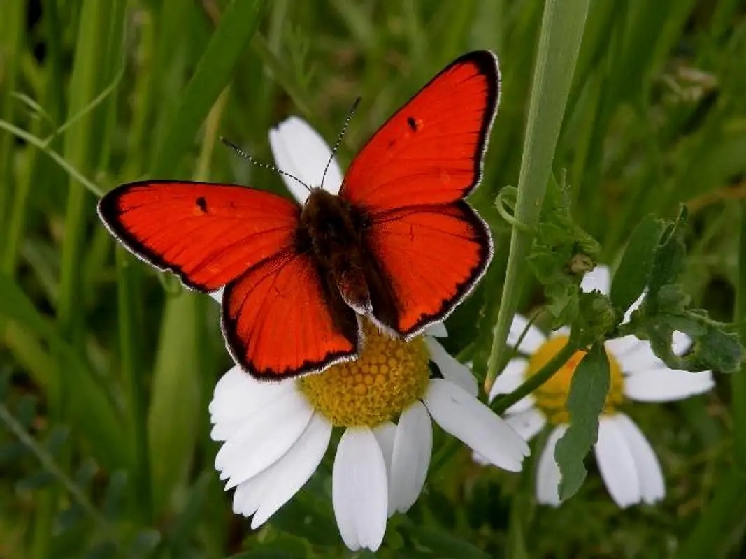NaturePlus Identification of a small bright red butterfly?