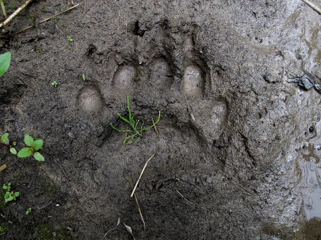 Large cat or bear tracks? Florine, La. Sabine Parish