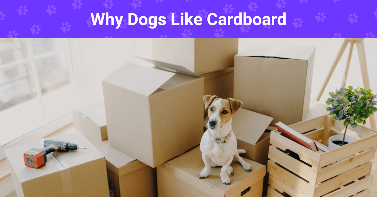 DIY Dog Enrichment Toys Out of Cardboard Trinity Packaging Supply