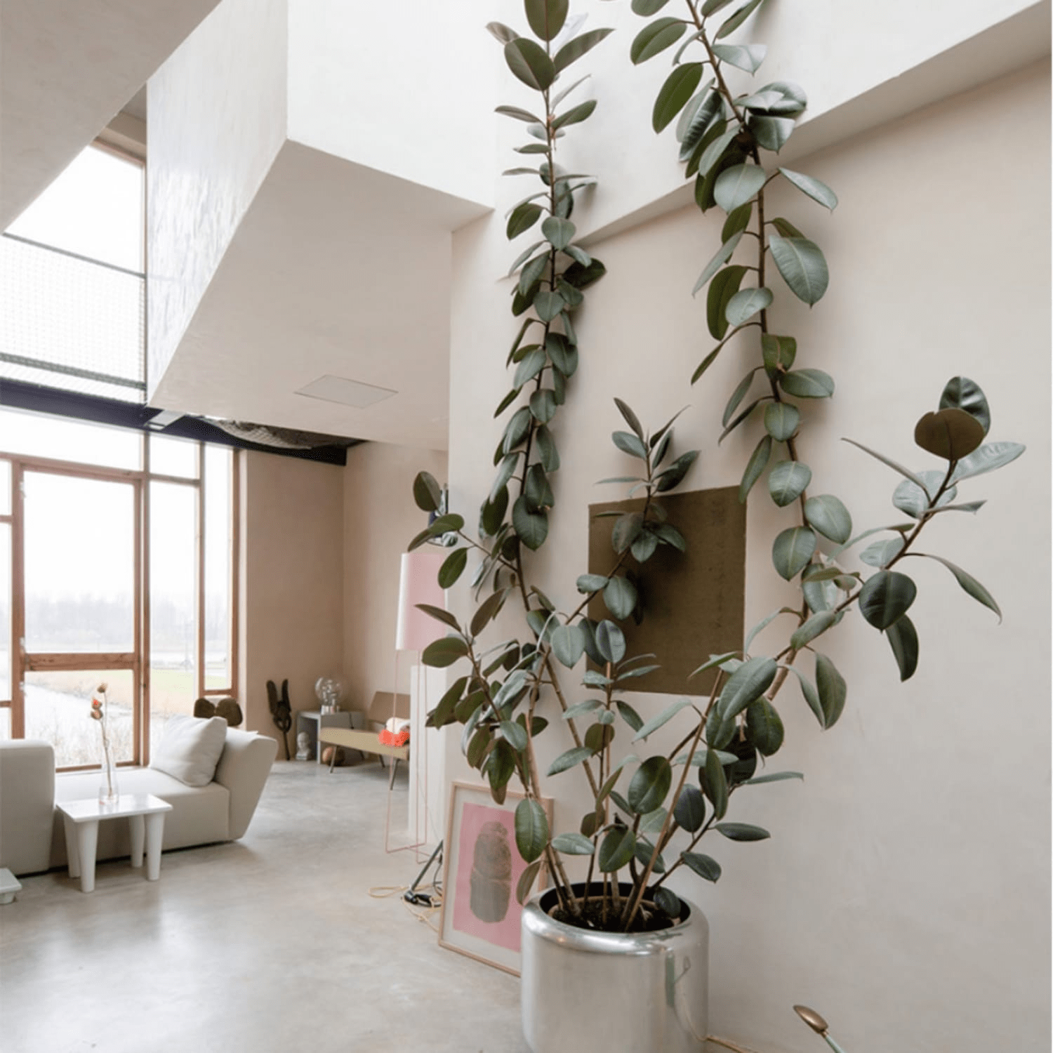 Bringing Nature Inside 10 Thriving Indoor Tree Types