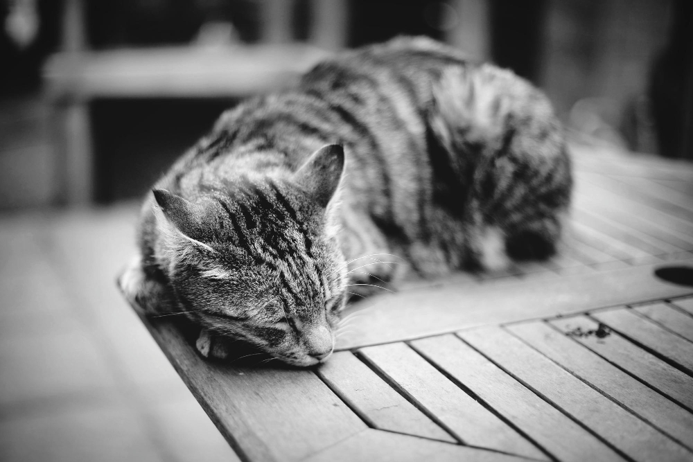 How to Cheer Up a Depressed Cat in 8 Simple Ways RexiPets