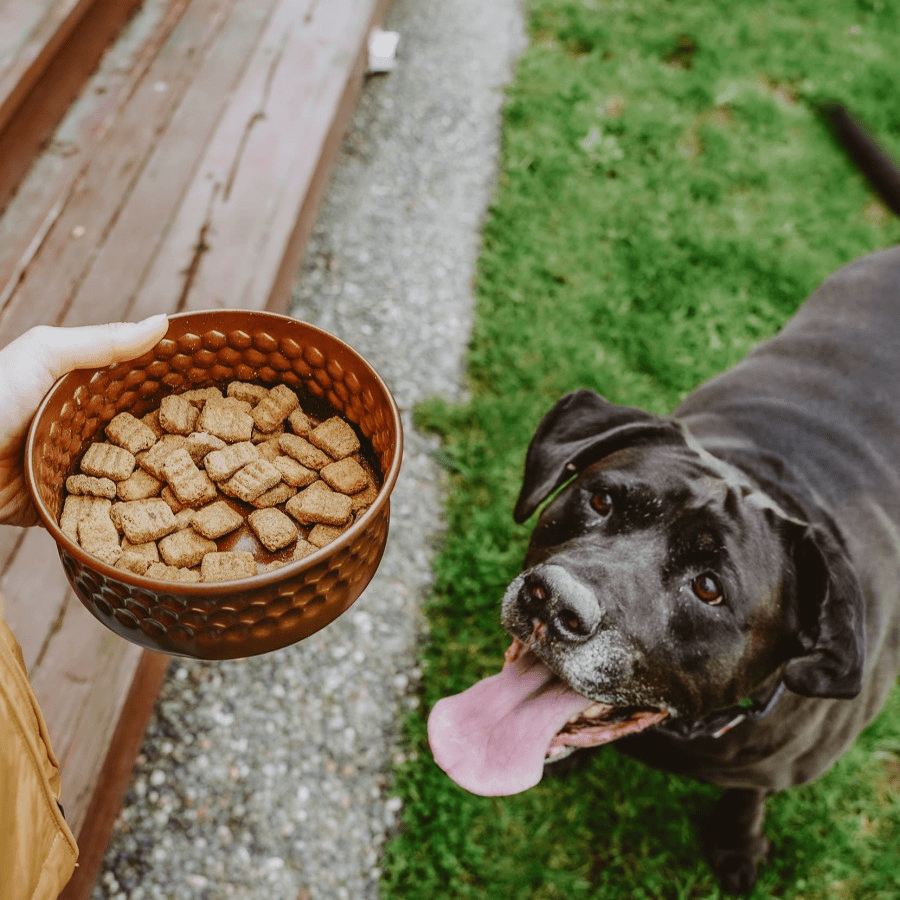 The Dogs Stuff How To Choose the Best Dog Food Australia