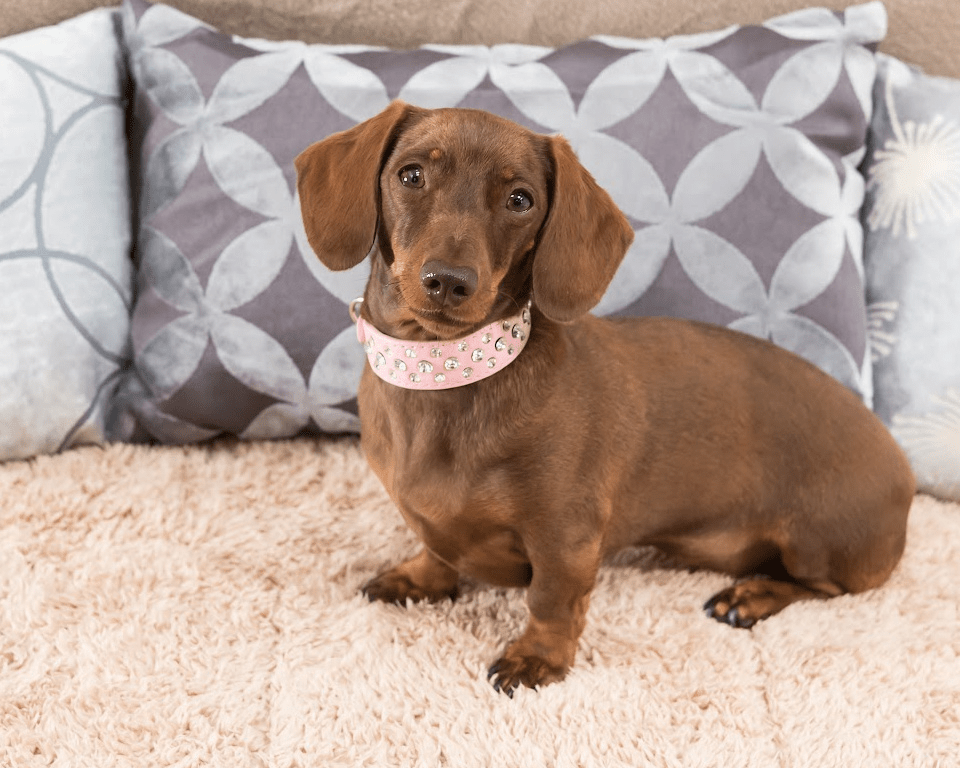How Much Should a Miniature Dachshund Weigh? Minature Dachshund